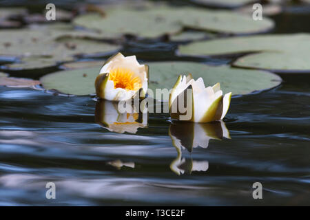 Die weißen Blüten der Seerose (Nymphaea alba) auf surfuce von Teich Stockfoto