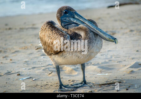 Ein jugendlicher Braune Pelikan steht auf dem Strand in der Nähe des Bayou La Batre State Docks, 17. Juni 2013, in Bayou La Batre, Alabama. Stockfoto