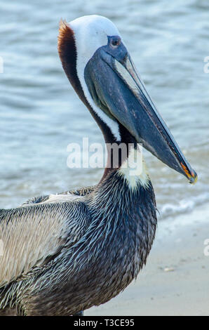 Ein erwachsener Braune Pelikan in nicht-Zucht Gefieder steht auf dem Strand in der Nähe des Bayou La Batre State Docks 17. Juni 2013. Stockfoto