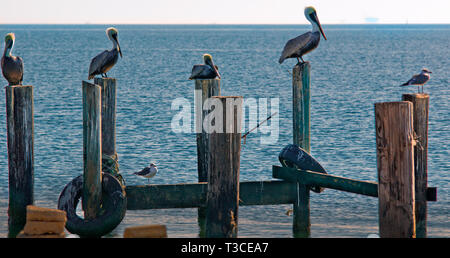 Pelikane und andere Küstenvögel barsch auf pilings am Bayou La Batre State Docks im Bayou La Batre, Alabama, Nov. 23, 2012. Stockfoto