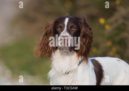 Porträt einer English Springer Spaniel Dog-Canis Lupus Familiaris. Stockfoto