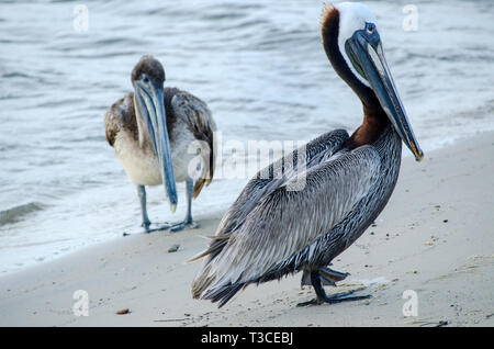 Ein erwachsener brauner Pelikan im Zuchtgefieder steht mit einem juvenilen braunen Pelikan am Strand, 17. Juni 2013, in Bayou La Batre, Alabama. Stockfoto