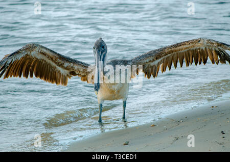 Ein jugendlicher Braunpelikan breitet seine Flügel auf dem Strand in der Nähe des Bayou La Batre State Docks 17. Juni 2013. (Foto von Carmen K. Sisson/Cloudybright) Stockfoto