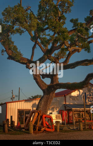 Ein live oak steht vor Marshall Marine Supply in Bayou La Batre, Ala., 3. Juli 2010. Stockfoto