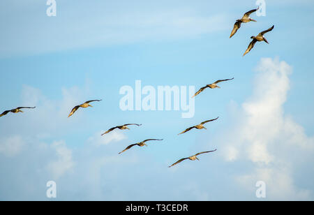 Braune Pelikane fliegen in Formation, 17. Juni 2013, in Bayou La Batre, Alabama. Stockfoto