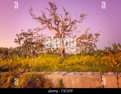 Eine live oak tree, vom Hurrikan Katrina zerschlagen, steht auf einer Brachfläche mitten in einem Bereich der Goldrute, 15. Oktober 2014, in Bayou La Batre, Alabama. Stockfoto