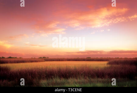 Die Sonne über Marsh grass, 15 August, 2015, in Bayou La Batre, Alabama. Stockfoto