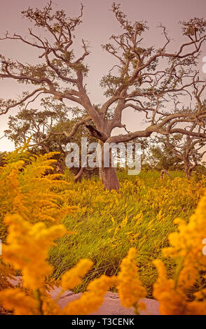 Eine live oak tree, vom Hurrikan Katrina zerschlagen, steht auf einer Brachfläche mitten in einem Bereich der Goldrute, 15. Oktober 2014, in Bayou La Batre, Alabama. Stockfoto