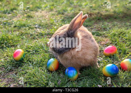 Ostern. Lustigen Häschen mit bunten Ostereier. Stockfoto