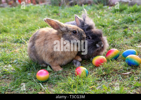 Ostern. Lustigen Häschen mit bunten Ostereier. Stockfoto