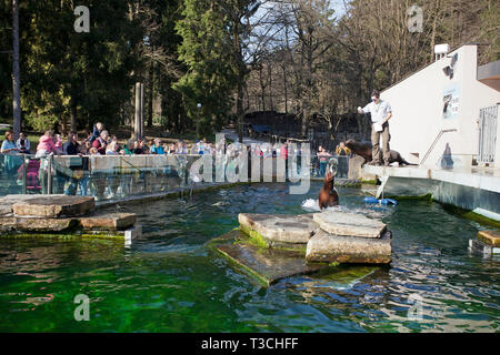 Dichtung im Ljubljana Zoo Stockfoto