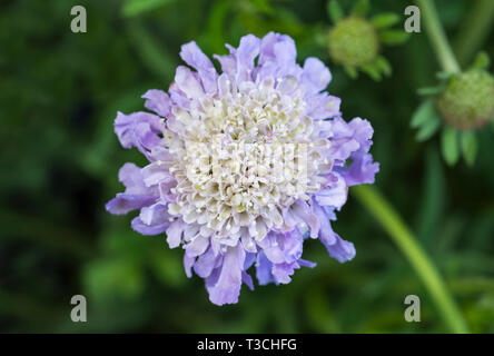 Einzelne blaue Blume von einem Scabious "Schmetterling blau" (Walberton der Sorte), aka Scabiosa "Schmetterling Blau", mehrjährige Pflanze im Frühjahr in West Sussex, UK. Stockfoto