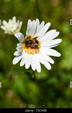 Eine Biene nachahmen (Hoverfly, Blume fliegen, fliegen, fliegen syrphid Drone, dronefly, syrphidae Eristalis Tenax) ruht auf den gelben Blumen Scheibe eines weißen Daisy. Stockfoto