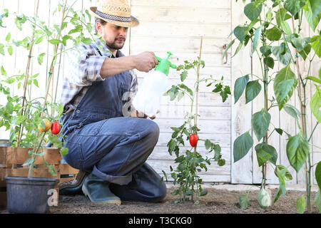 Mann im Gemüsegarten sprays Pestizid auf Blatt von Tomatenpflanzen, Pflege der Pflanzen für Wachstum Konzept Stockfoto