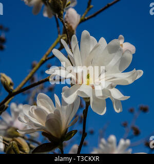 Magnolia ist eine große Gattung von etwa 210 blühende Pflanzenarten in der Familie Magnoliaceae. Es ist benannt nach dem französischen Botaniker Pierre Magnol. Stockfoto