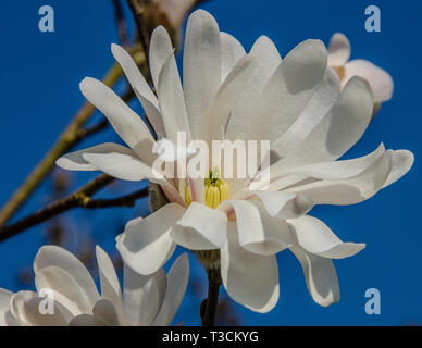 Magnolia ist eine große Gattung von etwa 210 blühende Pflanzenarten in der Familie Magnoliaceae. Es ist benannt nach dem französischen Botaniker Pierre Magnol. Stockfoto