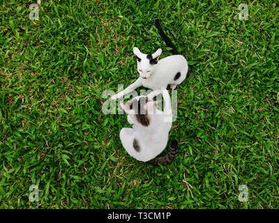 Sehr süß/Katzen spielen im grünen Gras im Garten Stockfoto