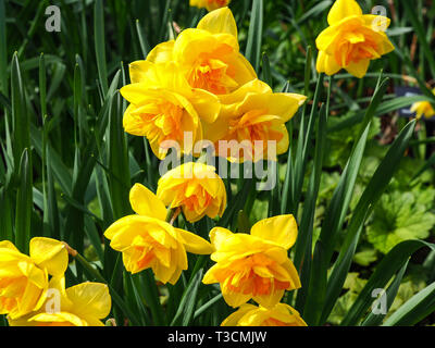 Hübsches Doppelzimmer Narzisse Blumen und grüne Blätter im Frühling Garten Stockfoto