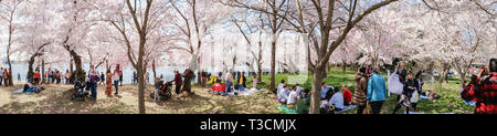 Besucher genießen peak Blüten und perfektes Wetter im ältesten Teil der Kirschbäume am Tidal Basin, Washington, DC, 3. April 2019 Stockfoto