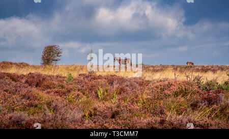 Eine Exmoor Pony, auf Porlock Hill in Somerset, England, UK gesehen Stockfoto