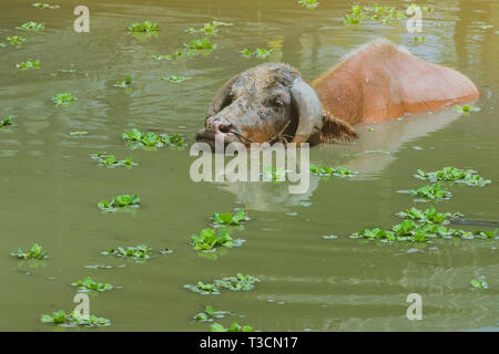 Albino Buffalo schwimmen im Sumpf im Thai Buffalo Erhaltung Dorf in Suphan Buri, Thailand Stockfoto