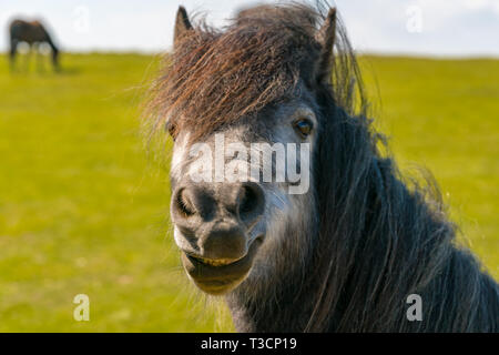 'Happy Horse' - 'Smiling 'Pferde auf einer Wiese mit einigen anderen Pferde in der verschwommenen Hintergrund Stockfoto