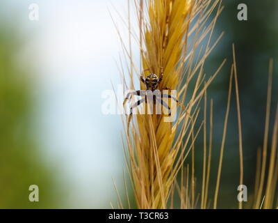 Spider auf Weizen spike. Insekten im Feld Fruchtart Stockfoto