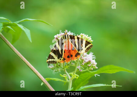In der Nähe des Jersey Tiger Butterfly, Euplagia quadripunctari, Fütterung Nektar auf einer Blume. Dies ist ein Tag - fliegen Motten Stockfoto