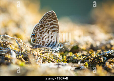 Pea blau oder Long-tailed blue butterfly, Lampides boeticus, ruht auf einer Wiese Stockfoto