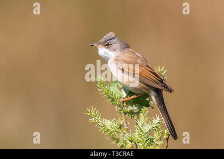 Vogelperspektive Whitethroat Sylvia Communis, singen um ein Weibchen während der Brutzeit im Frühjahr zu gewinnen Stockfoto