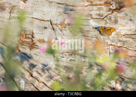 Lasiommata megera Wall Brown Schmetterling ruht auf Holz in hellem Sonnenlicht Stockfoto