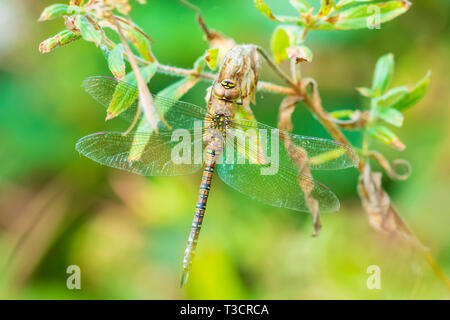 Nahaufnahme eines weiblichen Migranten hawker Aeshna mixta ruhen unter Blätter in einem Baum in einem Wald an einem sonnigen Tag. Stockfoto