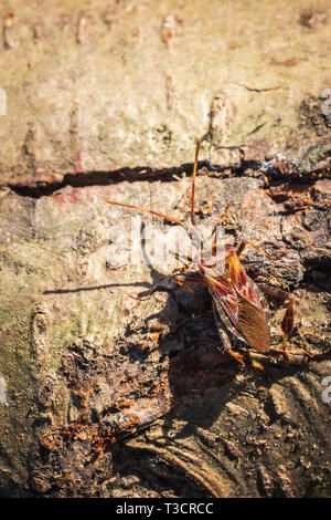 Western Nadelbaum same Bug Insekt, Leptoglossus occidentalis, oder WCSB, Krabbeln auf Holz in hellem Sonnenlicht Stockfoto
