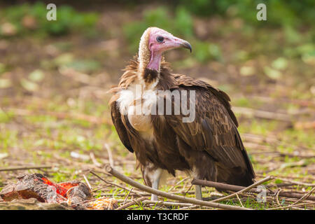 Nahaufnahme eines Hooded vulture Necrosyrtes monachus Nahrungssuche Stockfoto