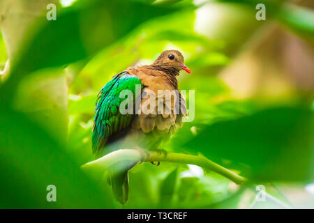 Gemeinsame emerald Taube, Asiatische emerald Taube, oder grau-capped Emerald taube Chalcophaps Indica in einem Regenwald gehockt Stockfoto