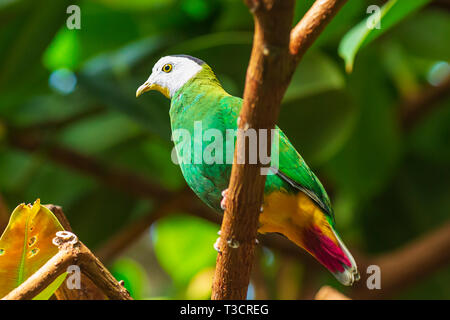 Black-naped Fruit dove (Ptilinopus melanospilus) auch als "black-headed Obst bekannt Taube Stockfoto