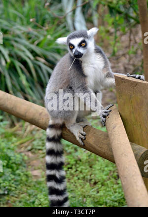 Ring tailed Lemur am Cotswold Wildlife Park, Witney, Oxfordshire, Großbritannien Stockfoto