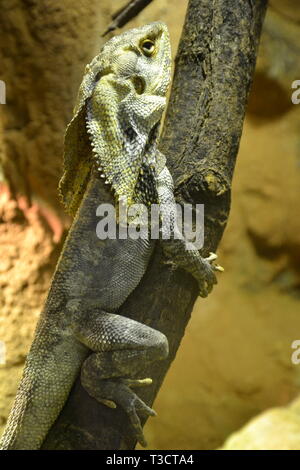 Ein Frilled lizard, nur in Australien und Neuguinea, im Cotswold Wildlife Park, Witney, Oxfordshire, Großbritannien Stockfoto