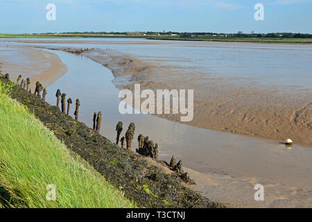 Die Henne Schilfgebieten, Southwold, Suffolk, Großbritannien Stockfoto