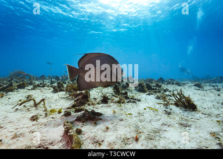 Nahaufnahme des Französischen Gray Angelfish, Pomacanthus arcuatus, skimming Ocean Floor Stockfoto