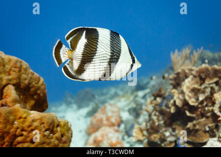 Closeup, Schwarz und Weiß 4 Gebänderte butterfly Fisch, Chaetodon striatus, schwimmt durch ledrige Schlange Koralle am Riff Stockfoto