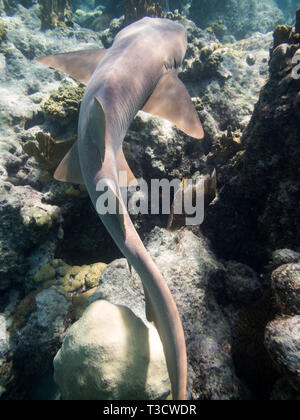 Nahaufnahme der kleine braune Ammenhai, Ginglymostoma cirratum, Schwimmen unter Stockfoto