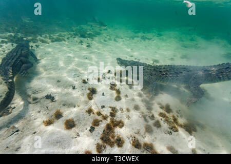 Von oben nach unten Nahaufnahme von zwei amerikanischen Krokodile, Crocodylus acutus, Kiefer geschlossen, Schwimmen auf dem Meeresboden unter dem Dock auf der Suche nach Abendessen in einem schoo Stockfoto