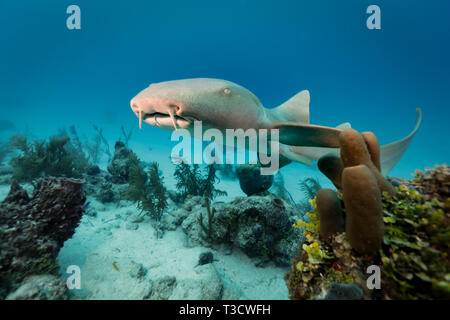 Nahaufnahme von Braun Ammenhai, Ginglymostoma cirratum, schwimmt durch Aplysina archeri, Herd - Rohr schwamm, auf Korallenriff zwischen großen Vase, Dendrophylliida Stockfoto