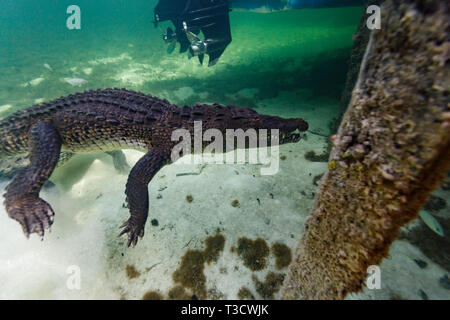 Von oben nach unten Nahaufnahme eines amerikanischen Krokodil, Crocodylus acutus, Kiefer öffnen, Unterwasser, Schwanz zischenden, Schwimmen vom Meeresboden durch das Dock Stockfoto