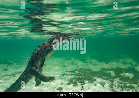 Nahaufnahme der Seite eines amerikanischen Krokodil, Crocodylus acutus, vorderen Fuß vom Boden, Schwimmen gerade nach oben aus dem Meeresboden ein Fisch zu erhalten Stockfoto