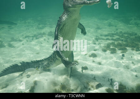 Nahaufnahme der Seite eines amerikanischen Krokodil, Crocodylus acutus, vorderen Fuß vom Boden, starten gerade nach oben aus dem Meeresboden eine weiße Fische zu erhalten Stockfoto
