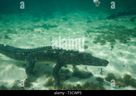 Nahaufnahme der Seite eines amerikanischen Krokodil, Crocodylus acutus, Wandern auf dem Meeresboden, denen Taucher mit vielen scharfen Zähnen starrte gerade ahe Stockfoto