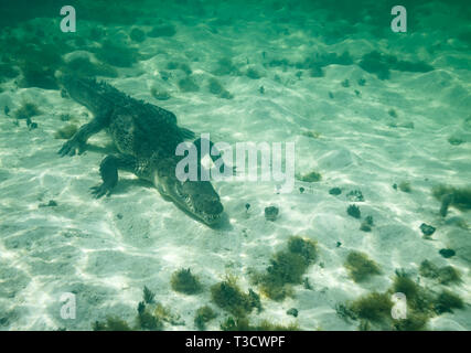 Nahaufnahme eines amerikanischen Krokodil, Crocodylus acutus, Wandern auf dem Meeresboden, denen Taucher zeigen viele scharfe Zähne Stockfoto