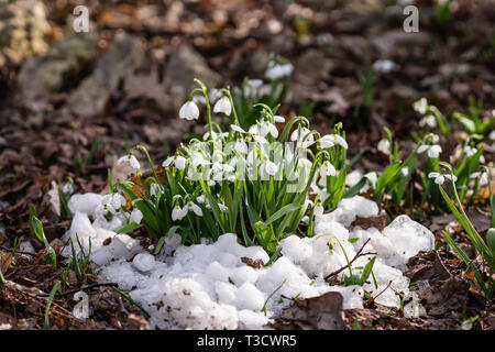 Erste Ausschreibung Primeln, wilden Schneeglöckchen close-up im Schnee. Konzept Der erste Frühling Pflanzen, Jahreszeiten, Wetter Stockfoto